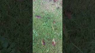 Lady Finds an Unexpected Mouse Guest in Her Shoe