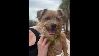 Dogs Saved From Euthanasia