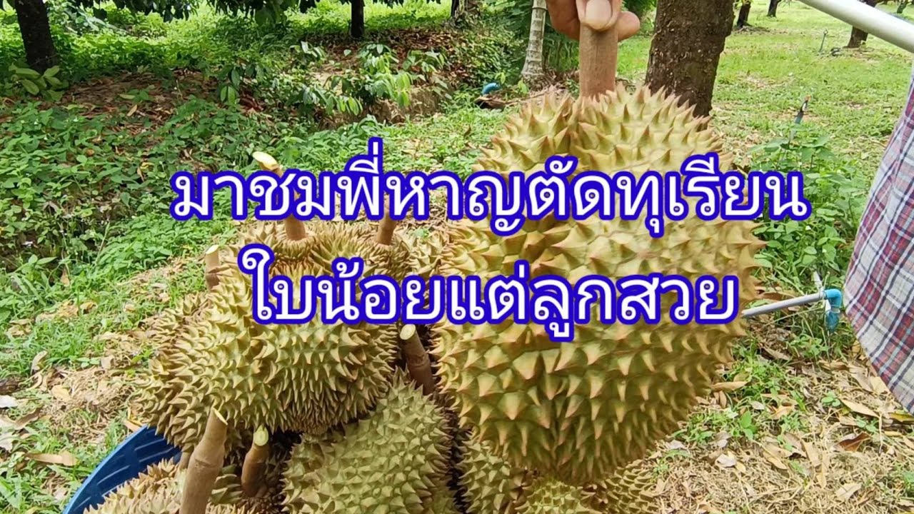 มาชมสวนพี่หาญตัดทุเรียนใบน้อยแต่ลูกสวย #ทุเรียนกรอบแต่นุ่ม