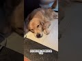 Tiancheng said he wanted to have a golden retriever. My dog ​​and I, Cute Pet and Sun Yingsha we