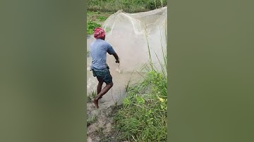 Unbelievable Cast Net Fishing - Fisherman vs River Catch Netting
