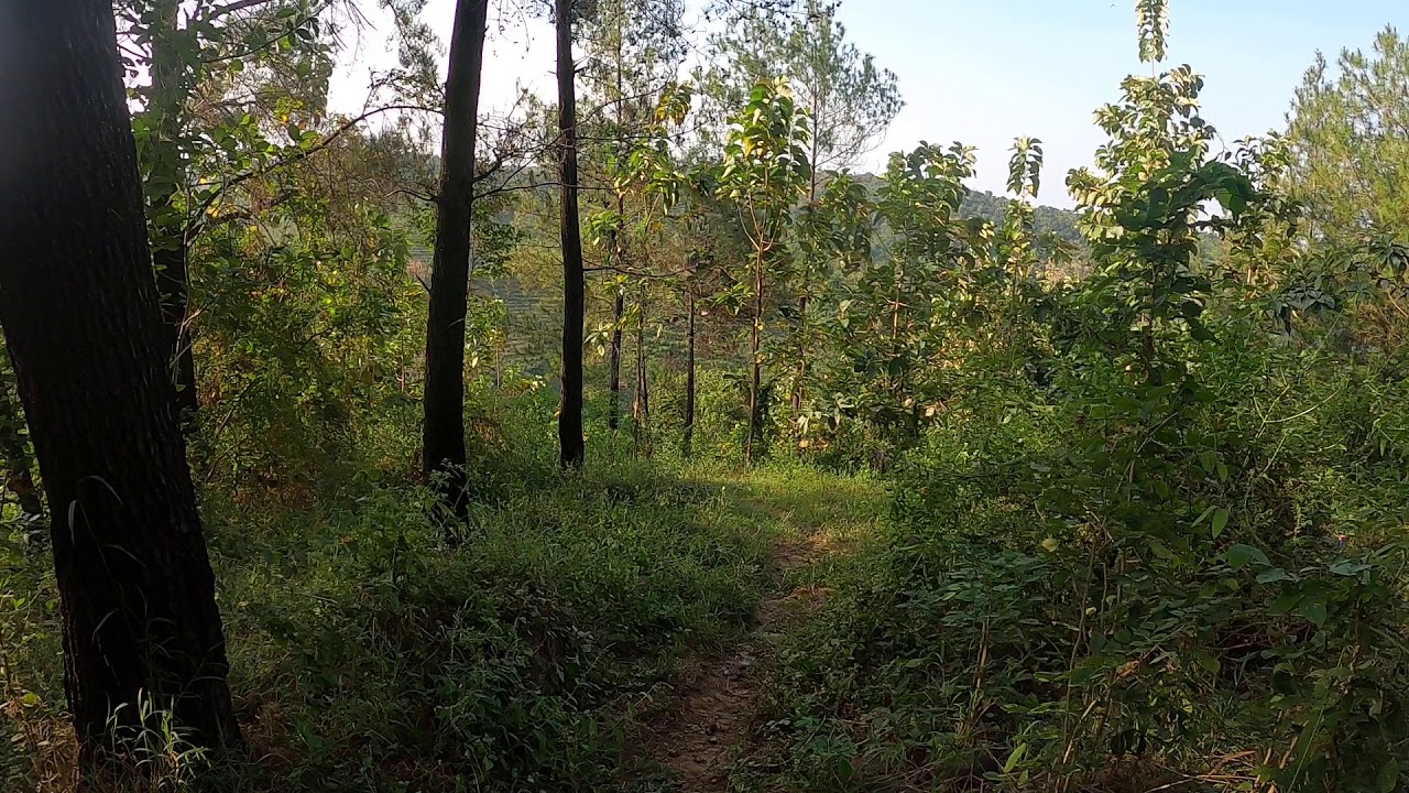 Walking on the pine forest hill shocked by the devil's path / East Java / Indonesia