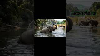 #like #dance #dog #viral #english #bangladesh #live #song #sorts #cat #amazan