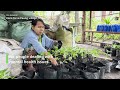 Myanmar ‘healing’ farm for people dealing with mental health challenges | Radio Free Asia (RFA)