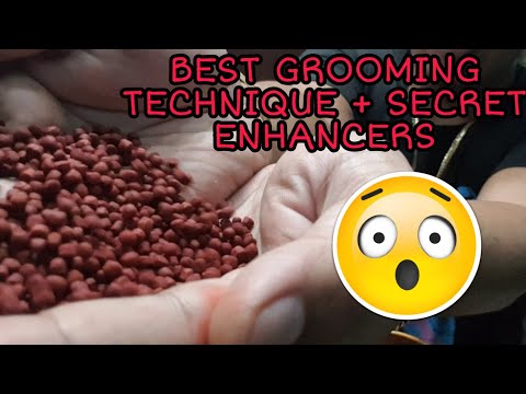 Flowerhorn grooming technique by van ramirez + secret enhancers revealed