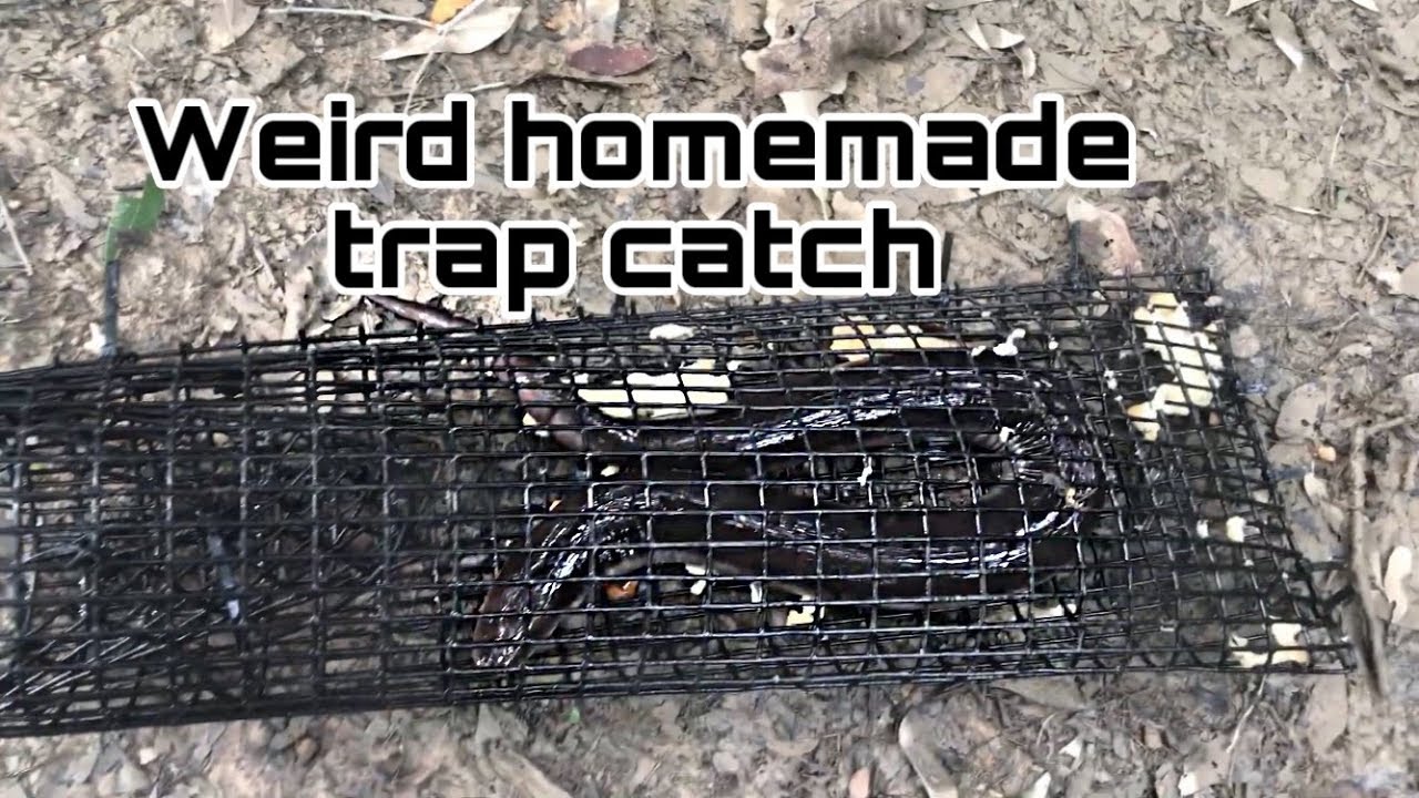 Weird creature caught in homemade fish trap