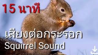 Squirrel Sound เสียงต่อกระรอก ชัดเจนเข้า100%