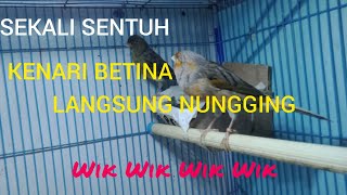 PANCINGAN KENARI KAWIN GACOR NGEREK AMPUH ||| Betina KENARI AUTo Nungging