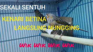 Download Lagu PANCINGAN KENARI KAWIN GACOR NGEREK AMPUH ||| Betina KENARI AUTo Nungging MP3