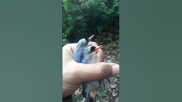 mikat burung dapat rambatan paruh merah #rambatanparuhmerah #kutilangribut #shorts
