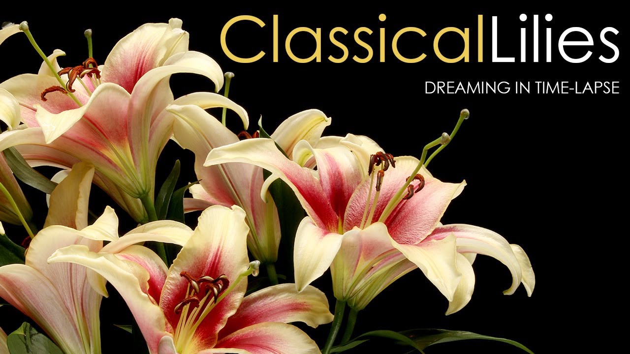 Classical Lilies Timelapse experience with contemporary / crossover