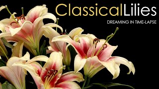 Classical Lilies: Timelapse experience with contemporary / crossover classical soundtrack