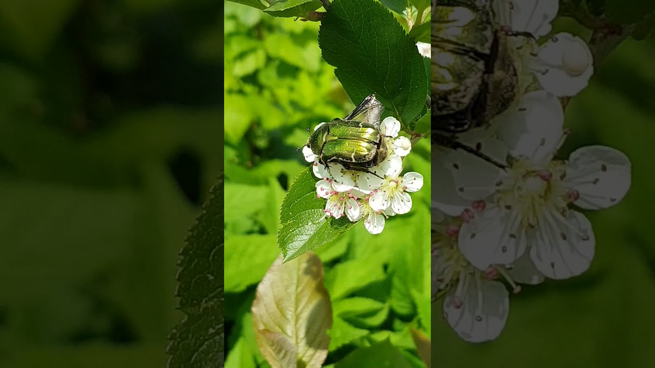 Confused Bug Forgets How to Use His Wings (European Rose Chafer)
