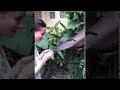 Feeding a Bat Some Fruit || ViralHog