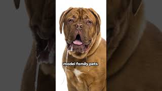 Dogue de Bordeaux: Cool Facts! #doglovers #dogs #pettrends