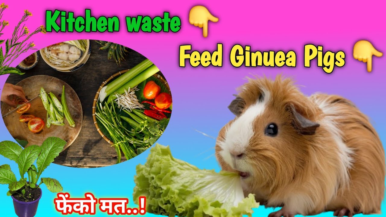 kitchen waste for Guinea Pigs - guinea pig food list | nutritional