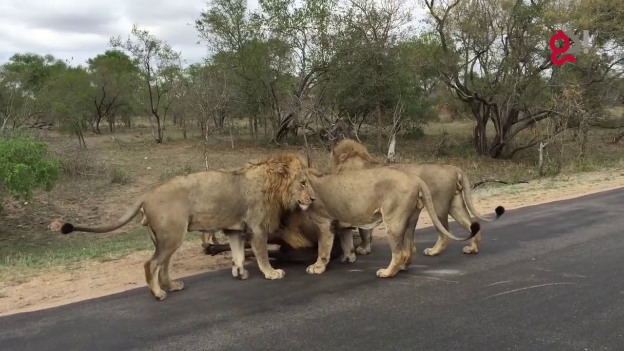 Нападение львов. Охота Львов на буйволов. Африканский буйвол против Льва.