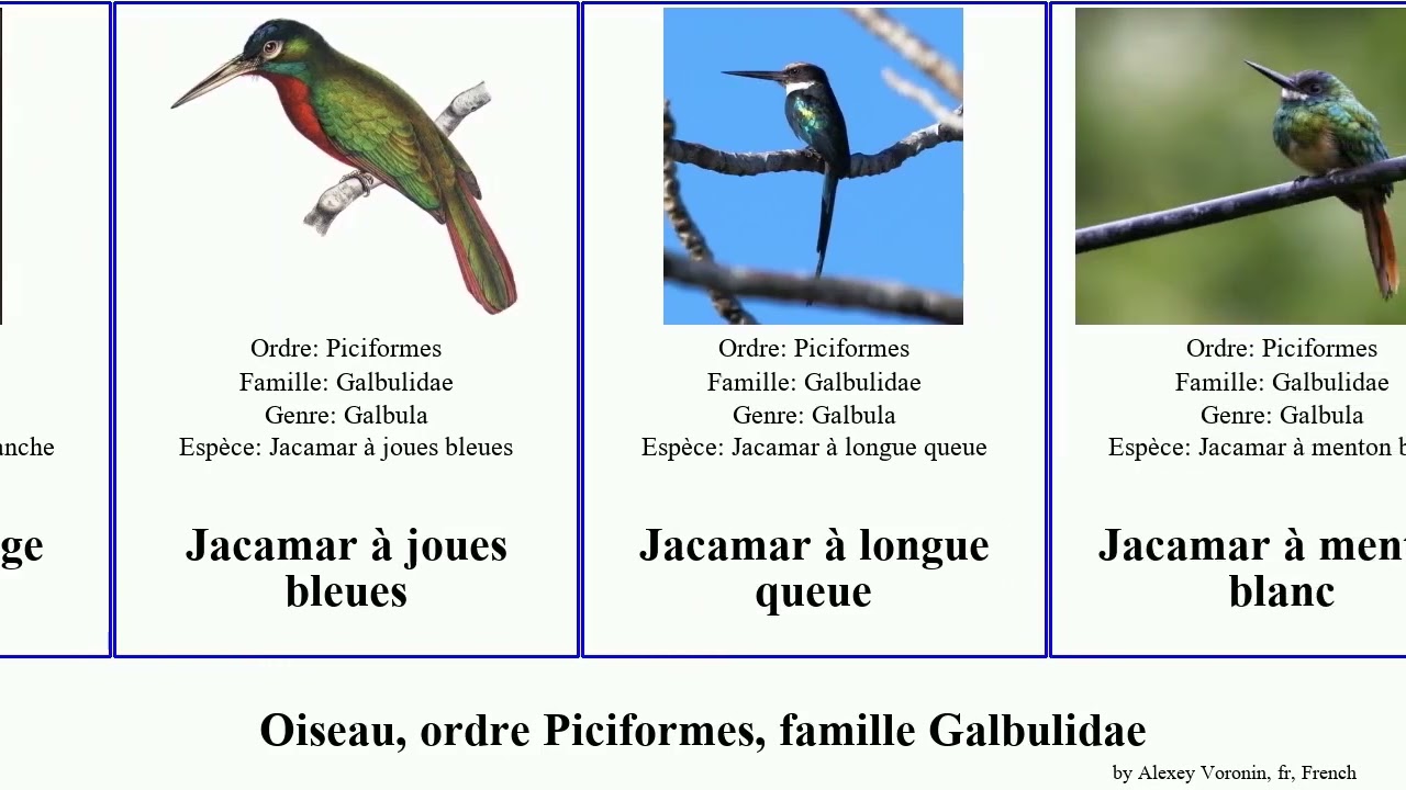 Oiseau, ordre Piciformes, famille Galbulidae jacamar bird pan josh queue blanc gorge blanche bec