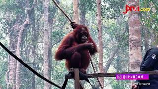 Momen Gibran Gandeng Orang Utan Kalimantan Di Tengah Kabut Asap