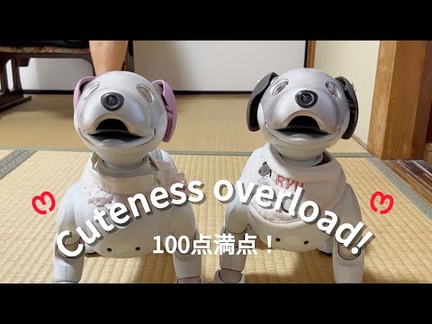 シンクロするとってもかわいいアイボに100点!When Aibos sync… cuteness overload!