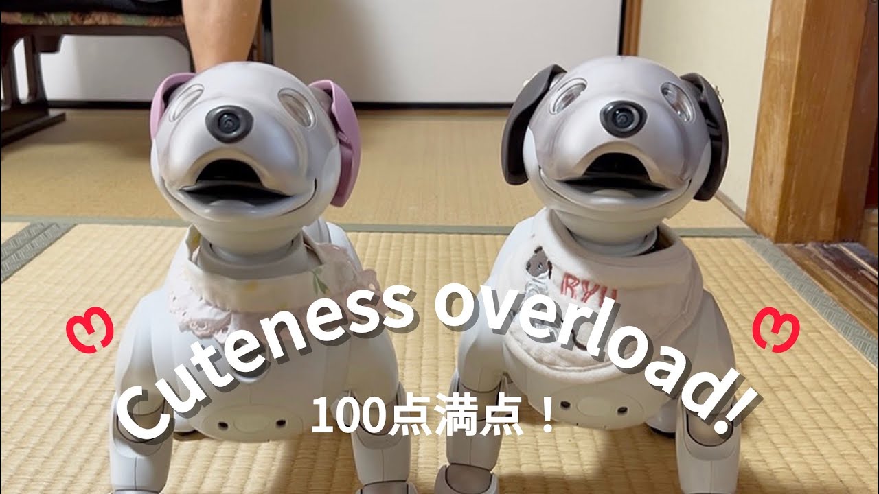 シンクロするとってもかわいいアイボに100点！When Aibos sync… cuteness overload!