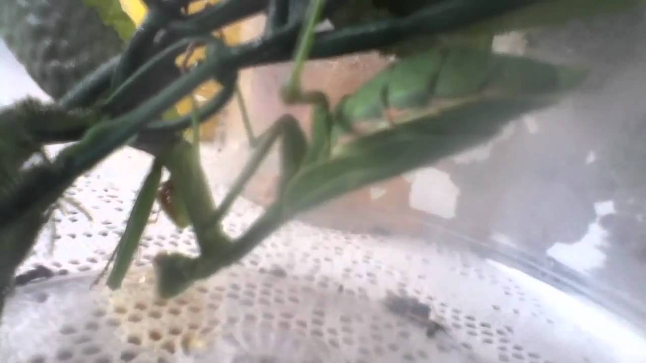 African mantis snacks