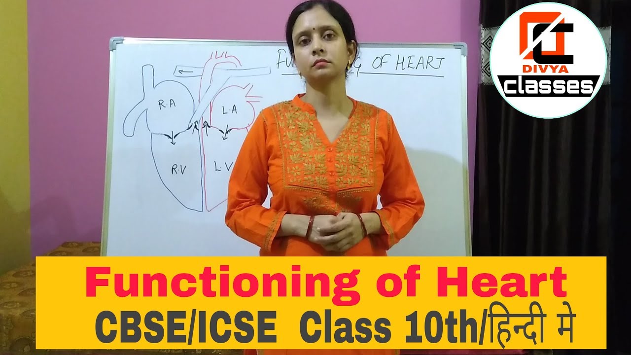 Functioning of human heart in Hindi for ICSE and CBSE class 10th by Divya classes