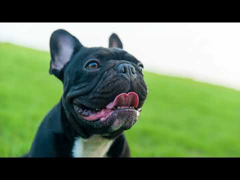 The Hidden Cost of Cuteness: Why Flat-Faced Dogs Struggle to Breathe