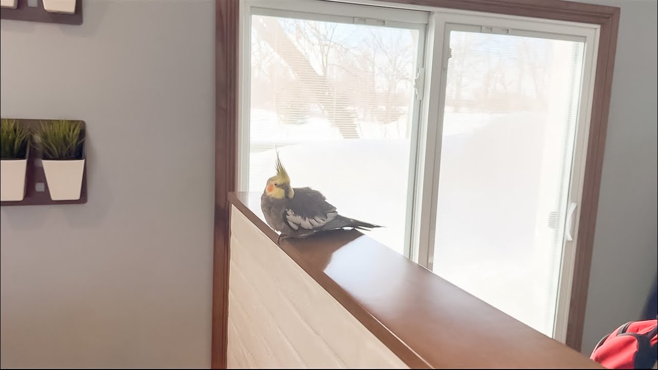 Snow Day Snooze 😴 