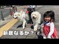 【ついに…】山奥から理想のお家を求めてとあるところに行ってきました！｜グレートピレニーズ&オールドイングリッシュシープドッグ&トイプードル