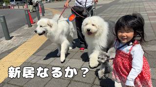 【ついに…】山奥から理想のお家を求めてとあるところに行ってきました！｜グレートピレニーズ&オールドイングリッシュシープドッグ&トイプードル