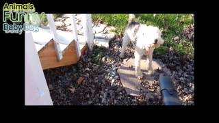 Funny Dogs vs Leaf Blower   Dogs Love Leaf Blower Compilation 2015