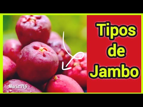 +7 Tipos/JAMBO que Você Precisa Conhecer🍎🌸\(*;*)/#mariatls #jambo #nomesdefrutas