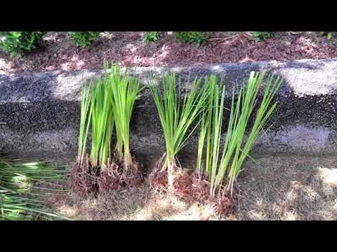 50 Semi Di Vetiver Freschi - Pianta Erbacea Per Giardino, Interno O Esterno - Foto 11