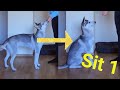 TEACHING YOUR DOG TO SIT (pt1)