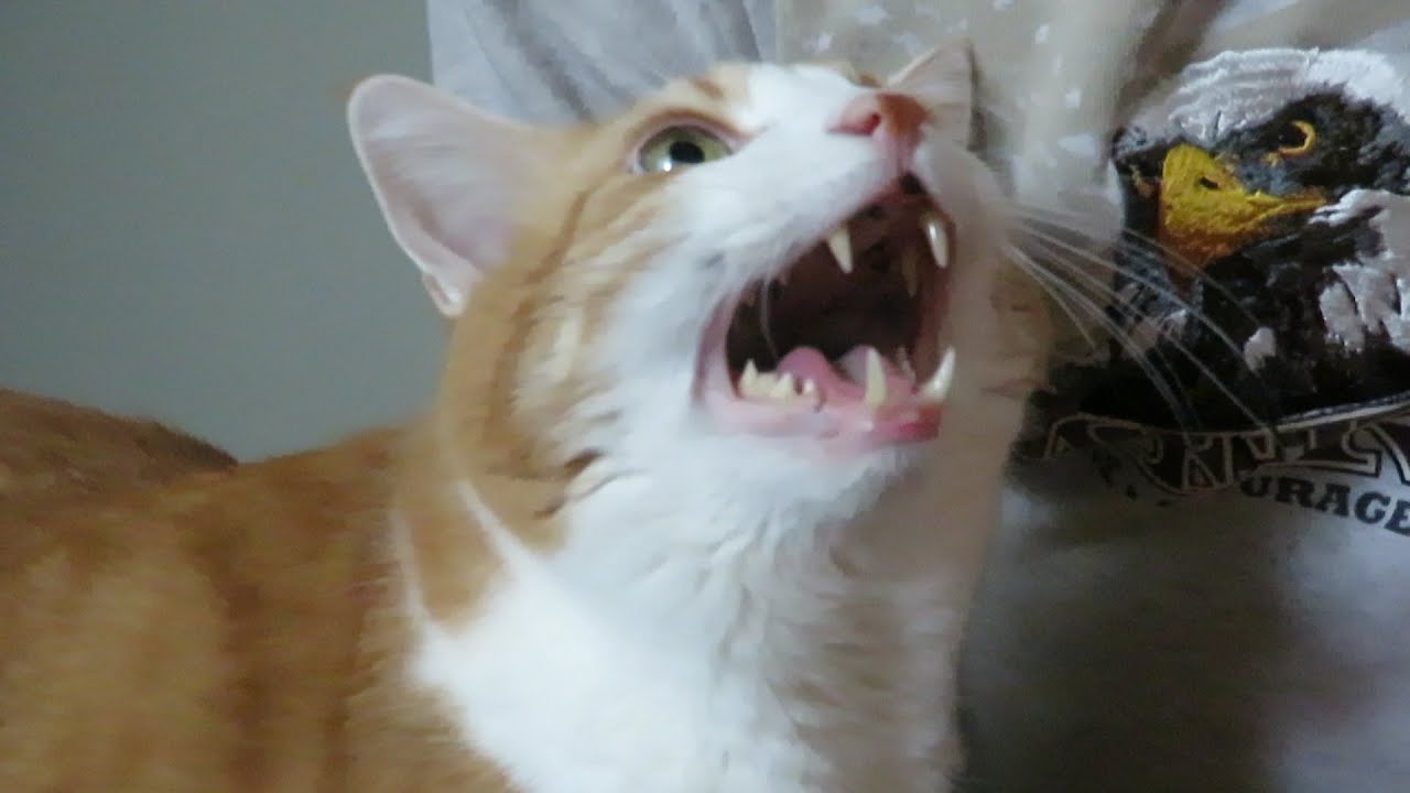 Curated visual reference: Fresh Look at Cat Husband Meow Together To Wake Me Up