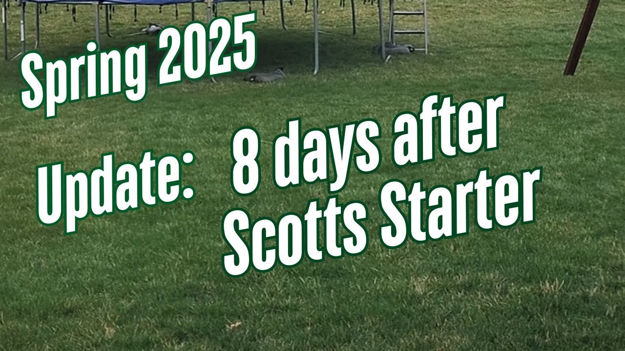 Update: 8 days after applying Scott's Starter | Promoting Root Health