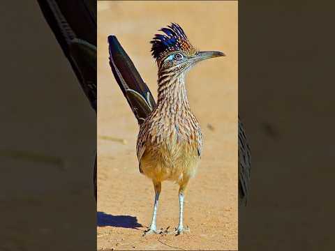 لماذا لا يستطيع أي مفترس الإمساك ب طائر الروادرنر 