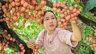 Harvesting Rare Wild Fruits Deep in the Forest | A Unique Early Summer Market Journey