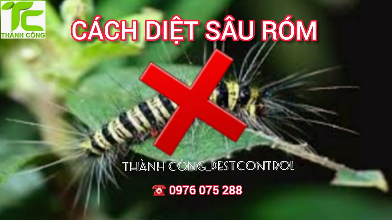 Cách Xử Lý Khi Bị Sâu Róm Cắn/Cách Diệt Sâu Róm Hiệu Quả_Công Ty Thành ...