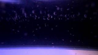 Onyx Spawn #1 (1 DPH)