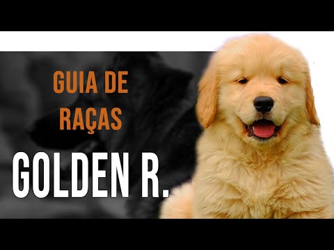 Vídeo: Golden Retriever: A História Da Raça