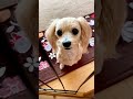 【犬との会話】いろいろ伝えてくれるんですよぉ💕#shorts #犬 #ペット #犬のいる暮らし #おしゃべりペット