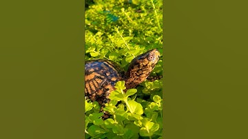 How do Box Turtles Camouflage? 🤔