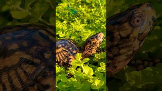 How Do Box Turtles Camouflage?
