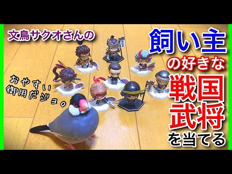 文鳥サクオさんの飼い主の好きな戦国武将を当てる動画