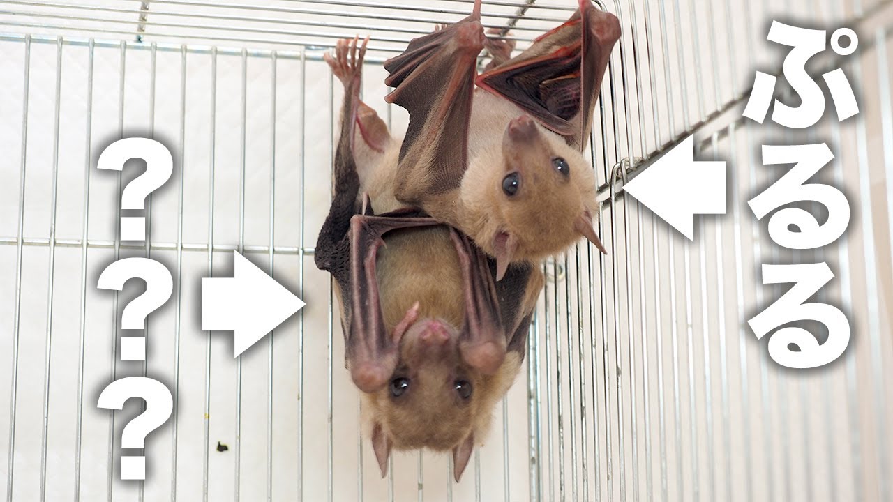 2匹目のコウモリの名前を決めました Youtube 2匹目のコウモリの名前を決めました Youtube
