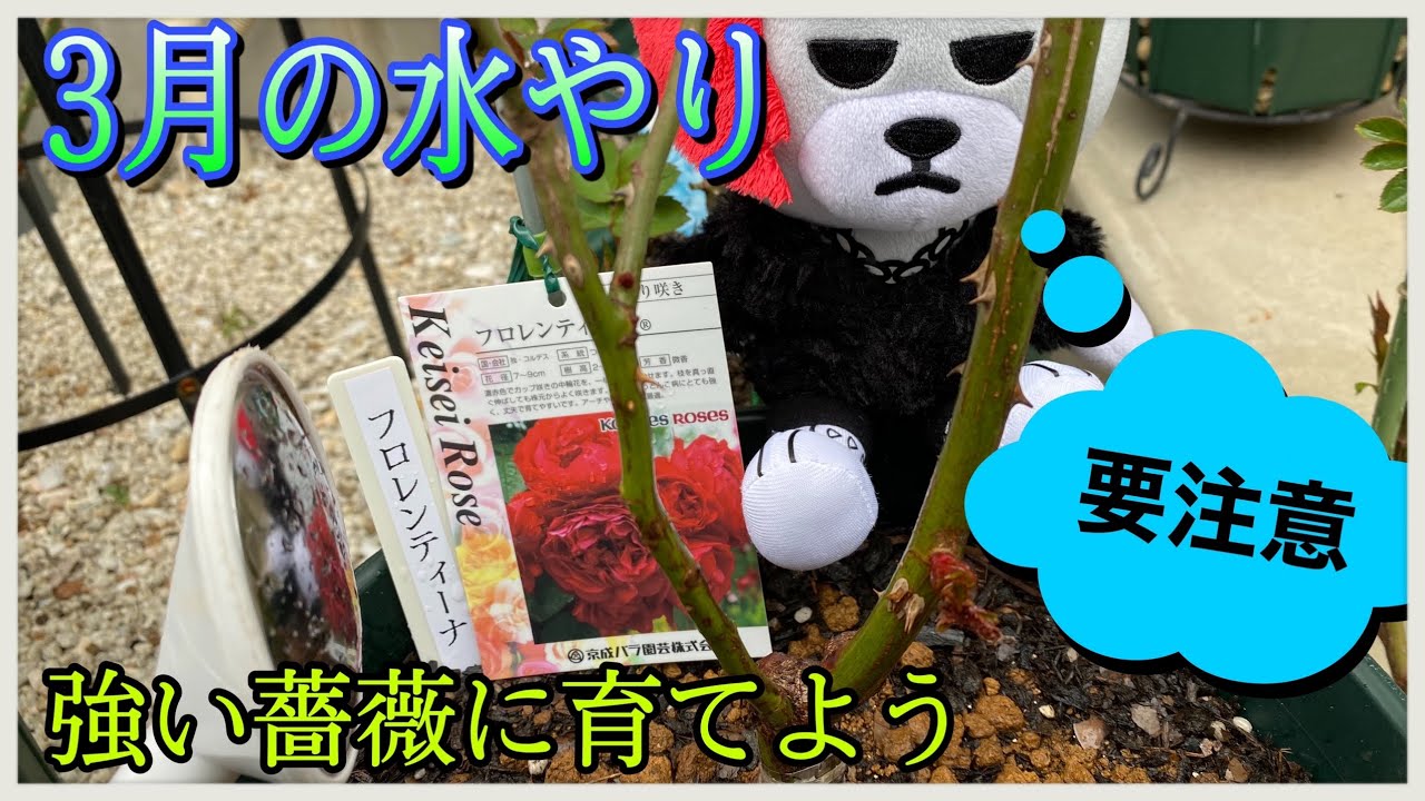 3月水やり 薔薇管理でこれが重要 バシッと水やり Youtube
