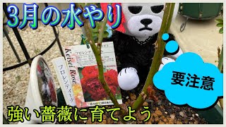 3月水やり 薔薇管理でこれが重要 バシッと水やり Youtube