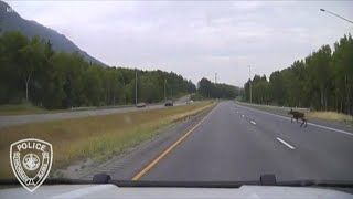 Close call for moose mom and calf on the road